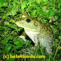 /home//u458753944/public_html/sourcegallery///Frogs/More bullfrogs/P6020109.JPG